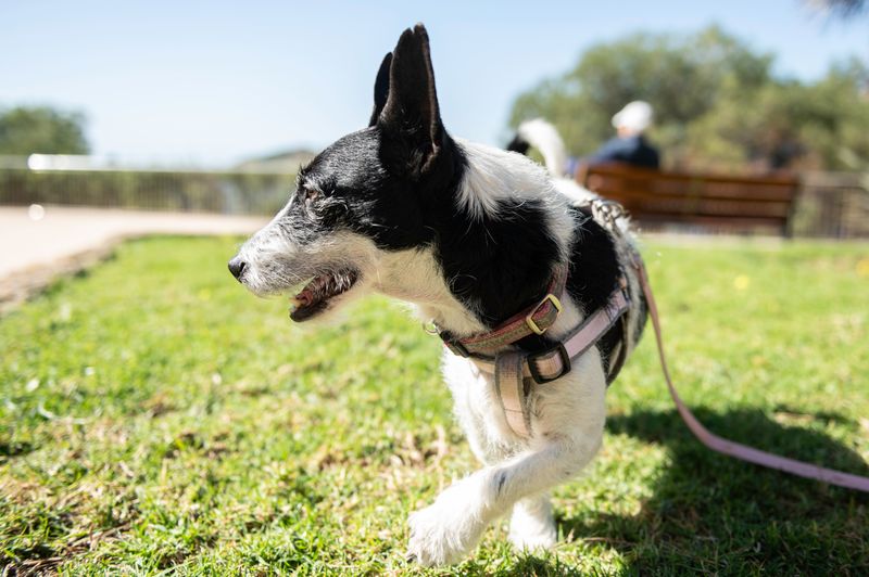 Lost Jack Russell Terrier in Stellenbosch — What to Do | Lost Dogs SA
