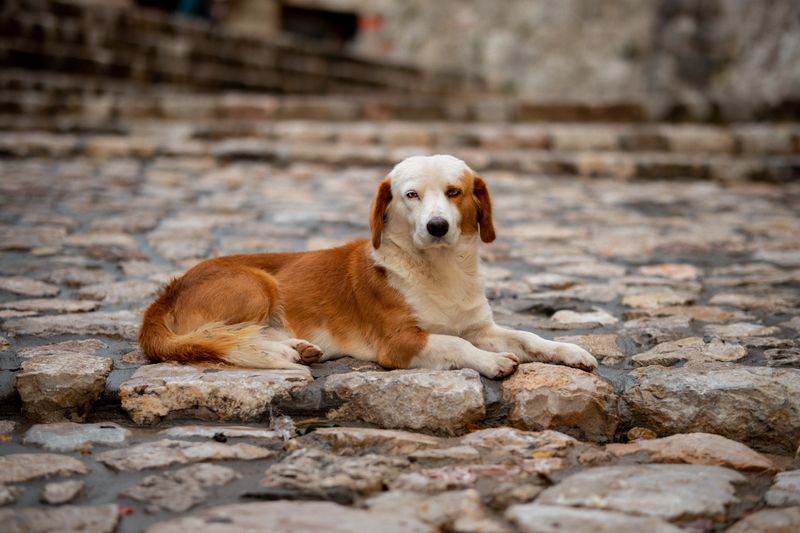 Lost Dog in North West? What to Do and Where to Look | Lost Dogs SA