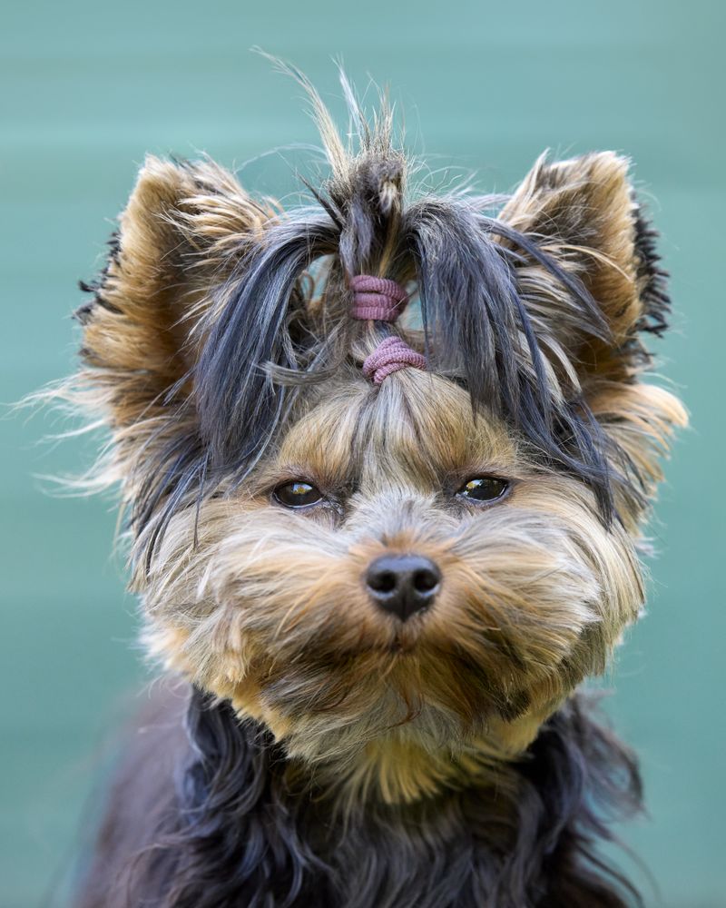 Lost Yorkshire Terrier in Stellenbosch — What to Do | Lost Dogs SA