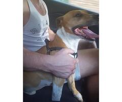 Jack Russell / Staffordshire Terrier Lost