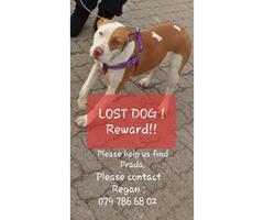 2 lost dogs