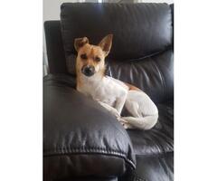 Missing Female Jack Russell