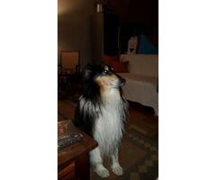 Found and reunited! - Rough collie missing in Paternoster