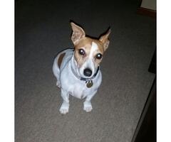 Lost Jack Russell