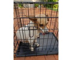Jack Russell found looking for owner
