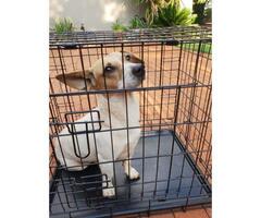 Jack Russell found looking for owner
