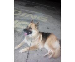 lost my dog in the pmb area