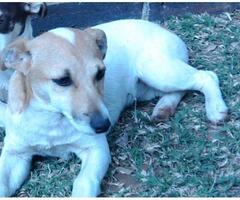 Lost female Jack Russell in Rustenburg called Cheeky