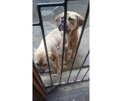 REUNITED and back home!  -  PLEASE HELP ME FIND MY 2 DOGS