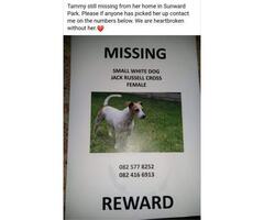 Female Jack Russell missing