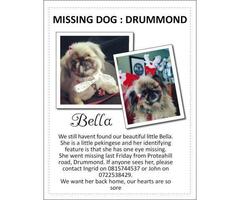 Missing dog from Drummond
