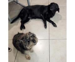 2 Dogs found in Durban north, Danville area: small male terrier and large female black lab
