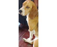 Male Beagle found in East Town Johannesburg