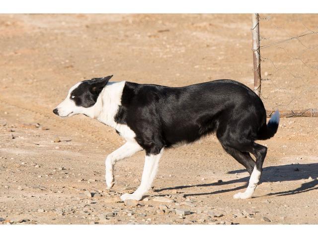 Sheep dog mother and son missing from Northern Cape town since 2 September 2019