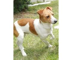 LOST JACK RUSSEL - MAX