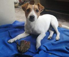 LOST JACK RUSSEL - MAX