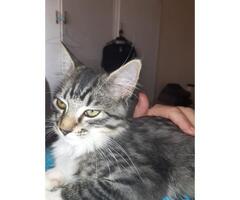 Small 3 month cat missing