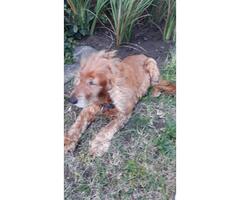 Dog found in Shelly Beach