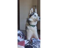 Male husky missing, please help!