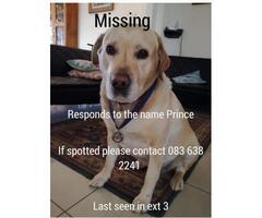 Missing Labrador