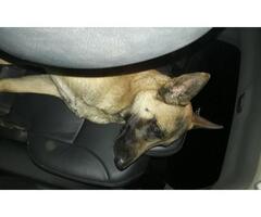 Belgian malinois male went missing on 01 August