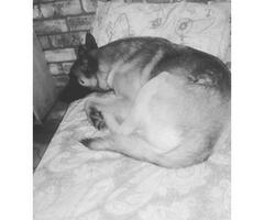 Belgian malinois male went missing on 01 August