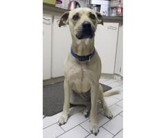 Dog Found - Pinetown, KZN 31/10/2020