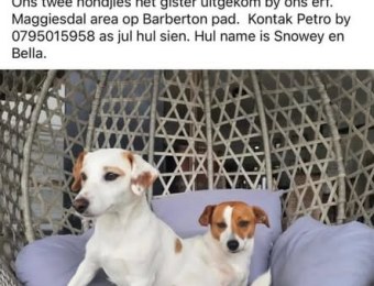 REPOST: Missing dog Tequila in Amanzimtoti (KZN) – 27 Feb 2026