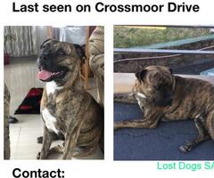 Missing dog in chatsworth