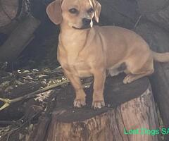 Lost male brown Chihuahua 29 June 2021