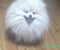 Toy pom male lost