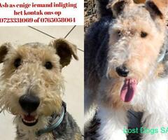 Wire haired terrier Mossel Bay