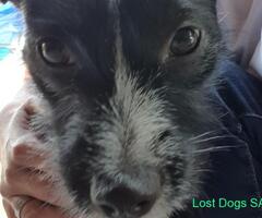 MISSING: medium sized, female wiry haired black and white dog