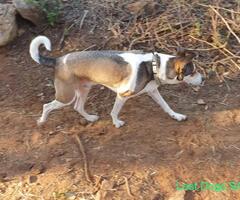 Lost Dog Hedianga Farm Olympus Pretoria East