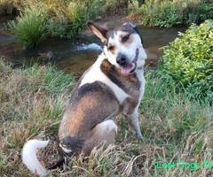 Lost Dog Hedianga Farm Olympus Pretoria East