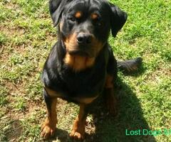 Lost Rottweiler Male