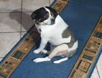 Missing older foxterrier-cross dog in Polokwane (name: Gizmo)