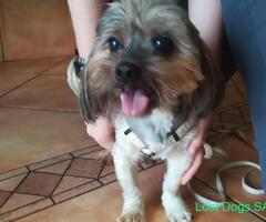 Old male yorkie found in Roodepoort