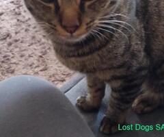 Lost Young Male Tabby from Bryanston