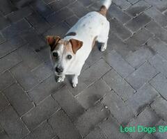 Missing Jack Russell