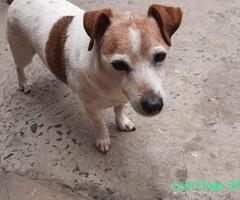 Missing Jack Russell