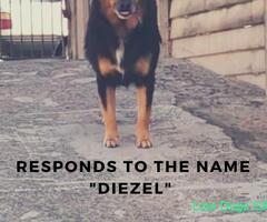 Please help find Diezel