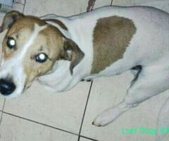 Missing Male Jack Russell