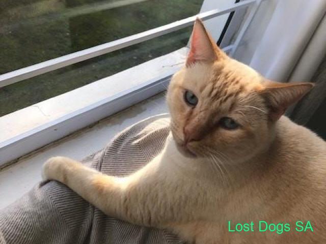 Missing Ginger and Cream Cat 18 May 23