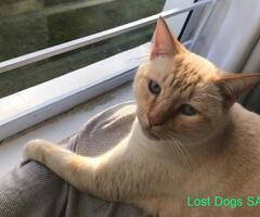 Missing Ginger and Cream Cat 18 May 23