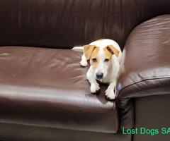 Lost Jack Russell puppy - R2000 reward.