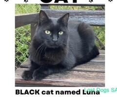 Lost Black Cat - Sandton