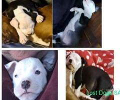 2 month old pitbull stolen from home