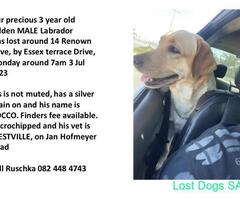 Missing 3 year old male labrador - ROCCO