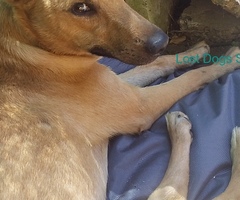 Lost female doggy